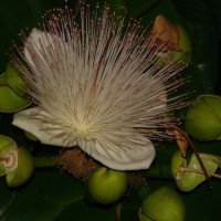 Barringtonia asiatica (L.) Kurz